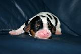 CAVALIER KING CHARLES 784